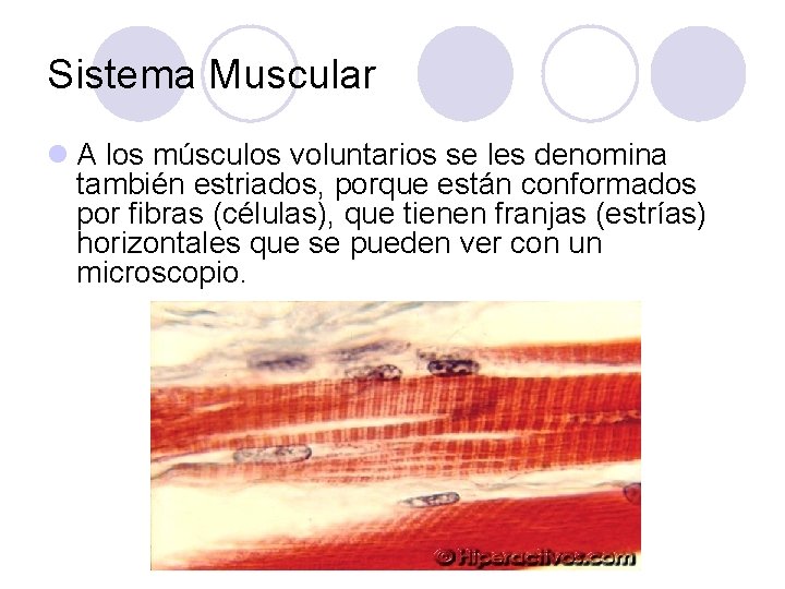 Sistema Muscular l A los músculos voluntarios se les denomina también estriados, porque están