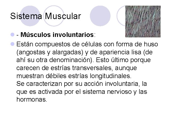 Sistema Muscular l - Músculos involuntarios: l Están compuestos de células con forma de