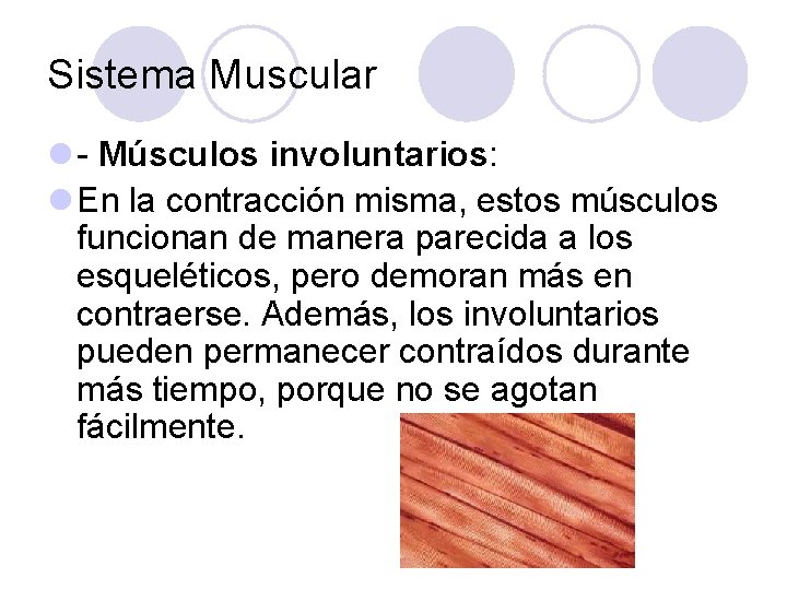 Sistema Muscular l - Músculos involuntarios: l En la contracción misma, estos músculos funcionan