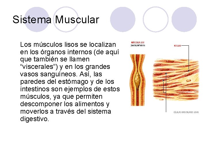 Sistema Muscular Los músculos lisos se localizan en los órganos internos (de aquí que
