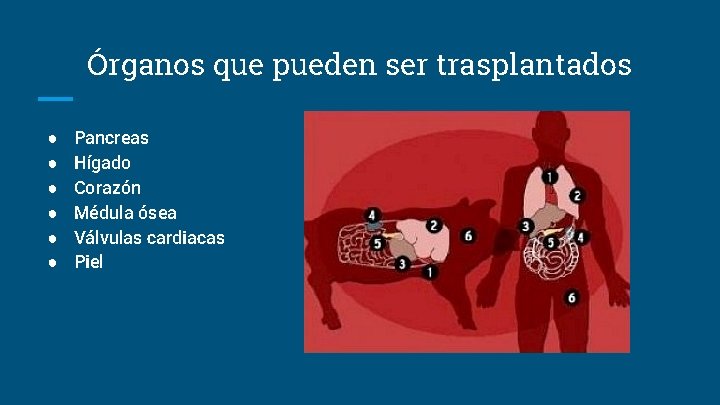 Órganos que pueden ser trasplantados ● ● ● Pancreas Hígado Corazón Médula ósea Válvulas