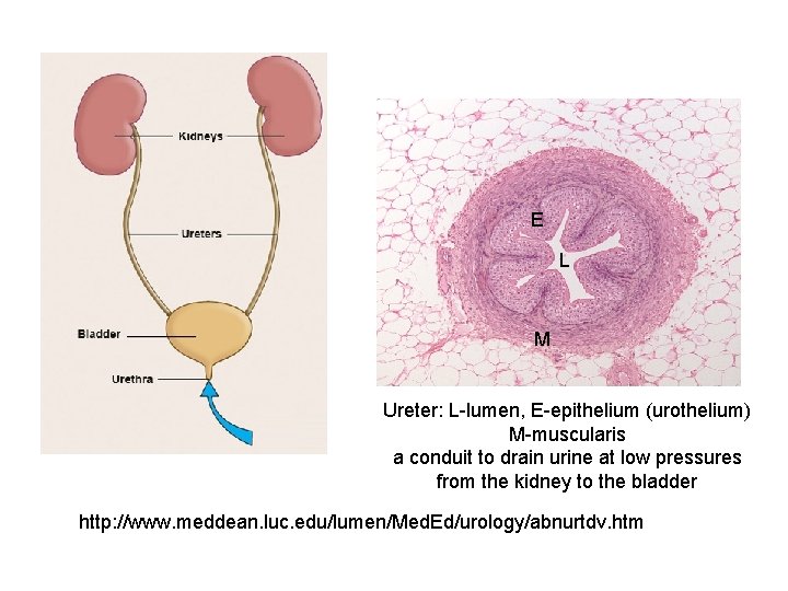 E L M Ureter: L-lumen, E-epithelium (urothelium) M-muscularis a conduit to drain urine at