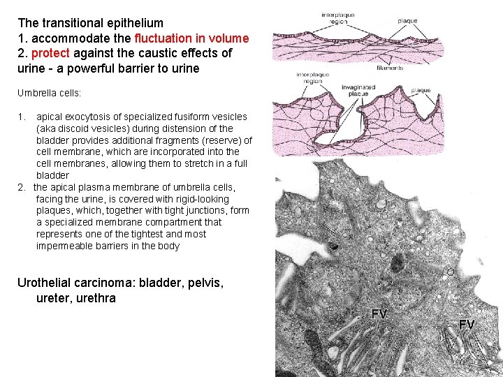 The transitional epithelium 1. accommodate the fluctuation in volume 2. protect against the caustic