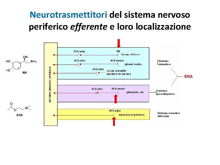 Neurotrasmettitori del sistema nervoso periferico efferente e loro localizzazione 