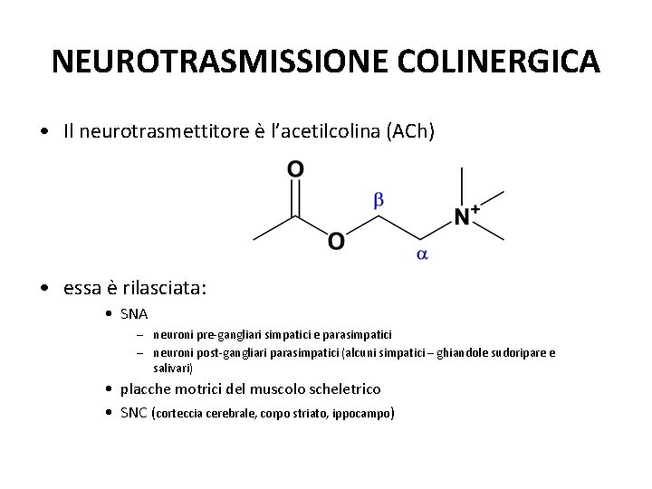 NEUROTRASMISSIONE COLINERGICA • Il neurotrasmettitore è l’acetilcolina (ACh) • essa è rilasciata: • SNA