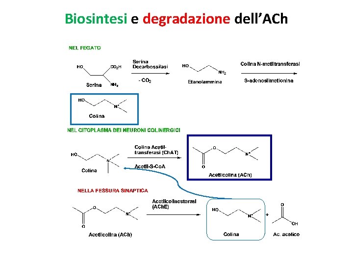 Biosintesi e degradazione dell’ACh 