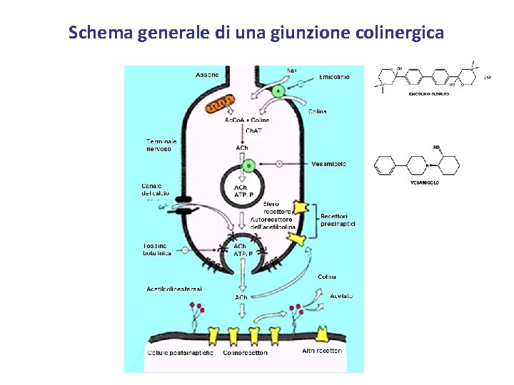 Schema generale di una giunzione colinergica 