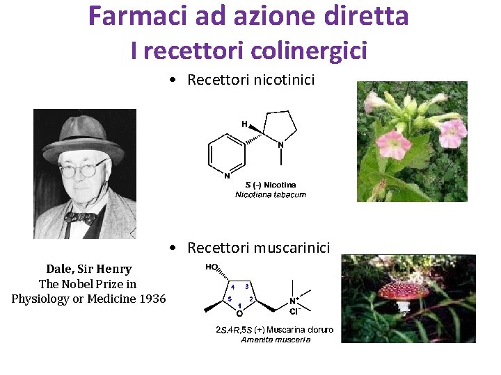 Farmaci ad azione diretta I recettori colinergici • Recettori nicotinici • Recettori muscarinici Dale,