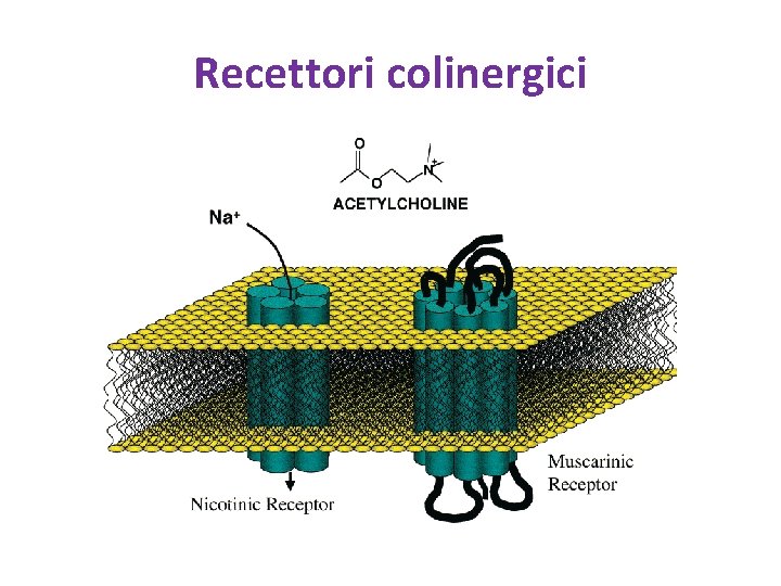 Recettori colinergici 