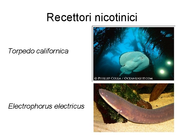 Recettori nicotinici Torpedo californica Electrophorus electricus 