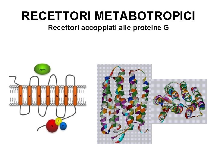 RECETTORI METABOTROPICI Recettori accoppiati alle proteine G 