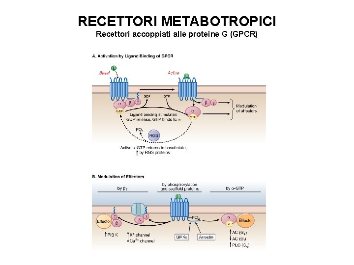 RECETTORI METABOTROPICI Recettori accoppiati alle proteine G (GPCR) 