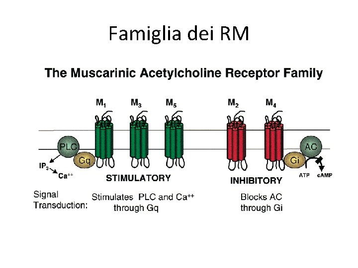 Famiglia dei RM 