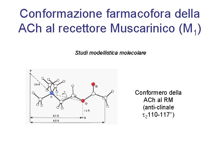 Conformazione farmacofora della ACh al recettore Muscarinico (M 1) Studi modellistica molecolare Conformero della