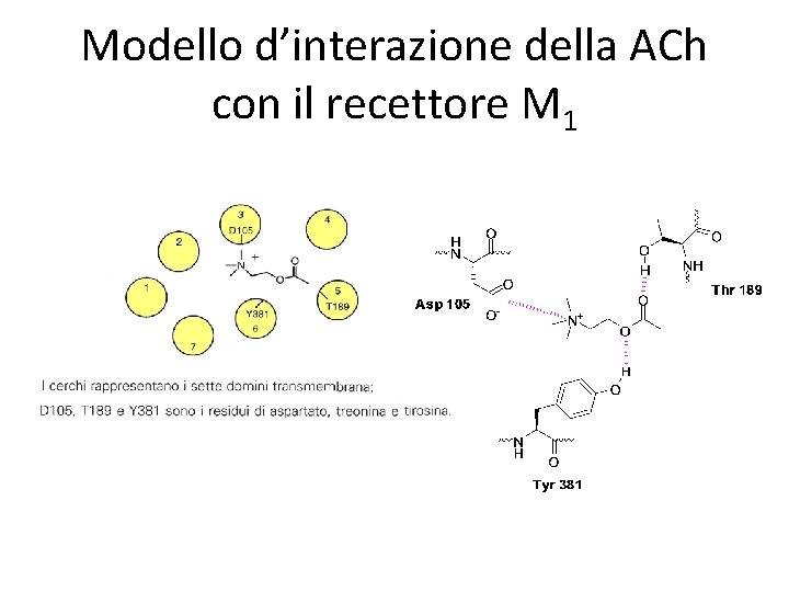 Modello d’interazione della ACh con il recettore M 1 