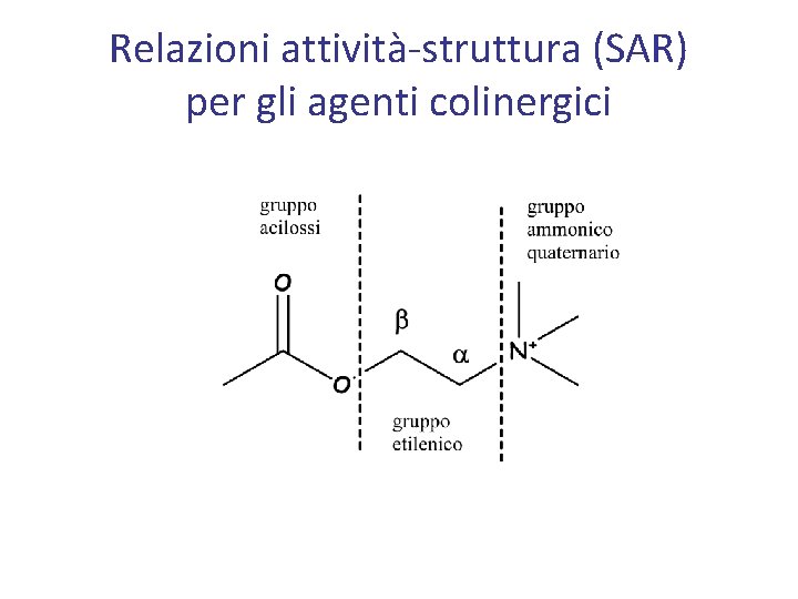 Relazioni attività-struttura (SAR) per gli agenti colinergici 