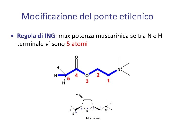 Modificazione del ponte etilenico • Regola di ING: max potenza muscarinica se tra N