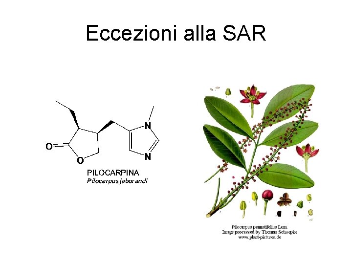 Eccezioni alla SAR 