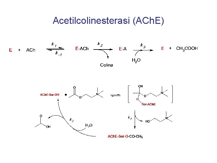 Acetilcolinesterasi (ACh. E) 