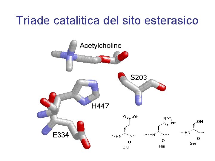 Triade catalitica del sito esterasico 