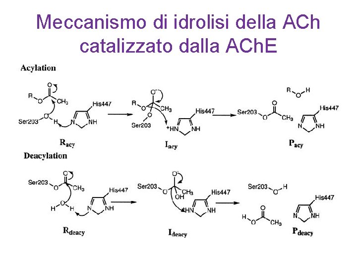 Meccanismo di idrolisi della ACh catalizzato dalla ACh. E 