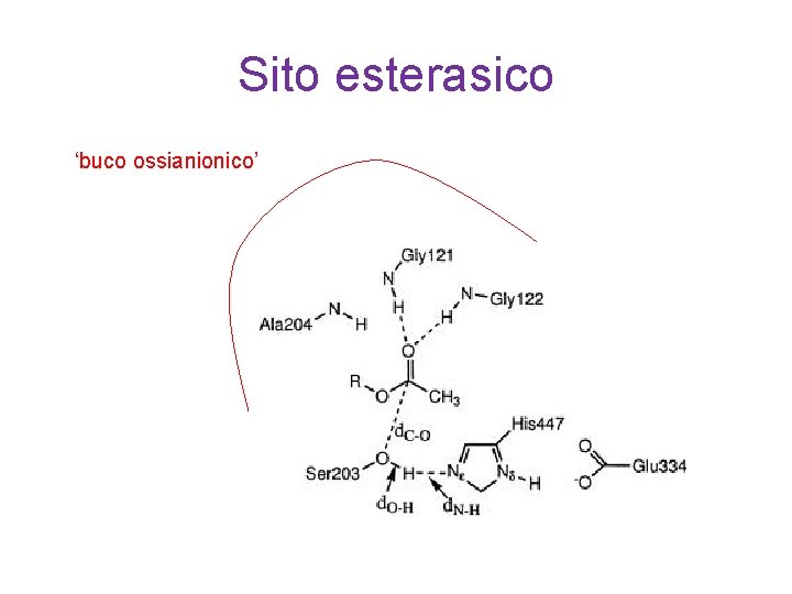 Sito esterasico ‘buco ossianionico’ 