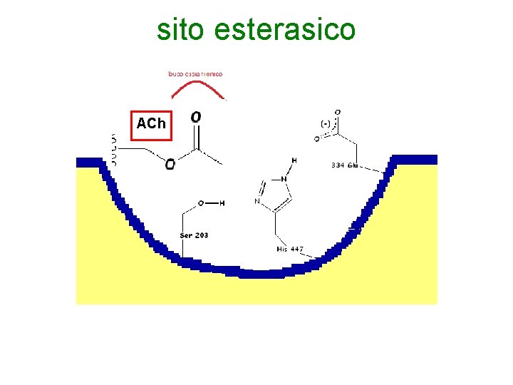 sito esterasico ACh 