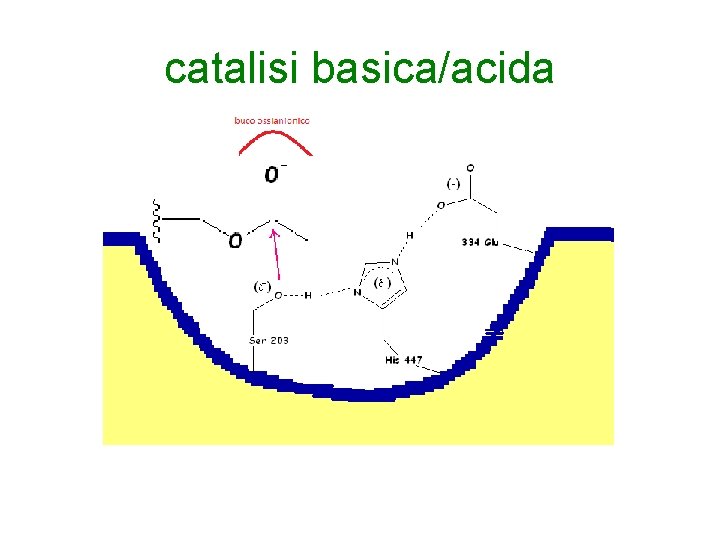 catalisi basica/acida 