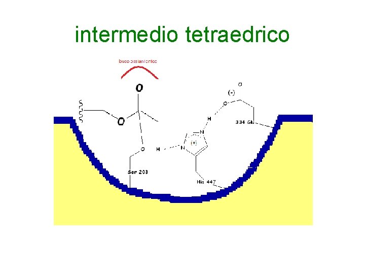intermedio tetraedrico 