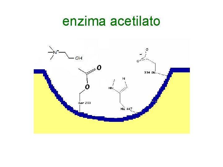 enzima acetilato 