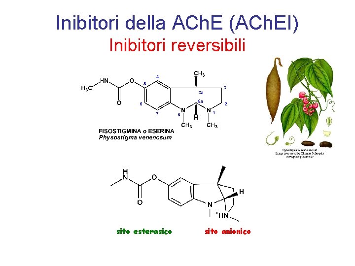 Inibitori della ACh. E (ACh. EI) Inibitori reversibili sito esterasico sito anionico 