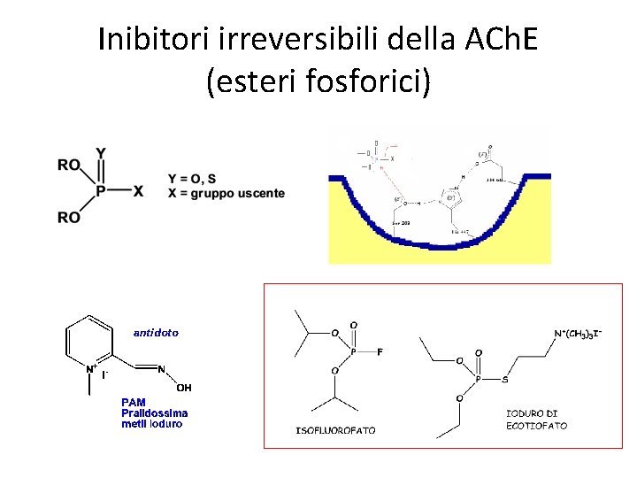 Inibitori irreversibili della ACh. E (esteri fosforici) 