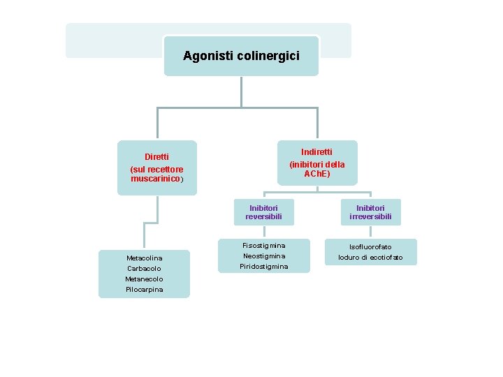 Agonisti colinergici Indiretti Diretti (sul recettore muscarinico) Metacolina Carbacolo Metanecolo Pilocarpina (inibitori della ACh.