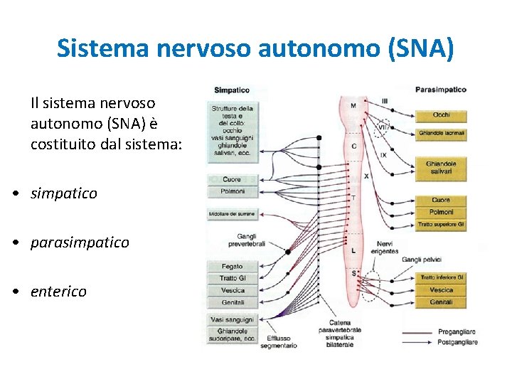 Sistema nervoso autonomo (SNA) Il sistema nervoso autonomo (SNA) è costituito dal sistema: •