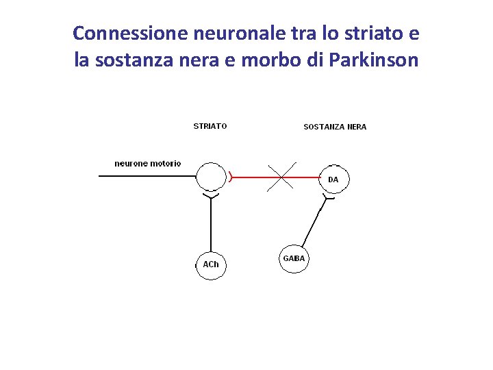 Connessione neuronale tra lo striato e la sostanza nera e morbo di Parkinson 