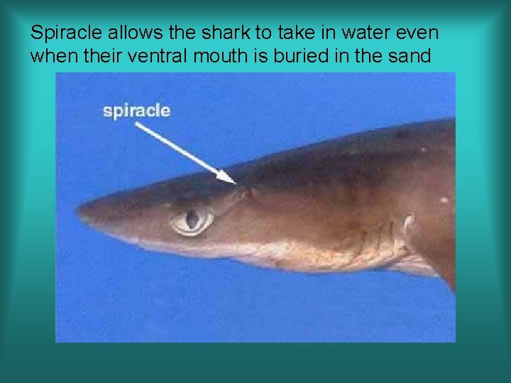 Spiracle allows the shark to take in water even when their ventral mouth is