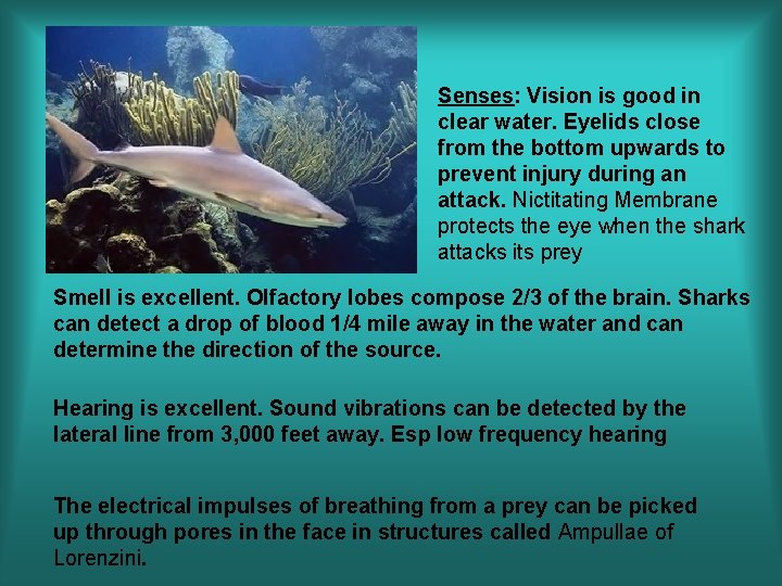 Senses: Vision is good in clear water. Eyelids close from the bottom upwards to