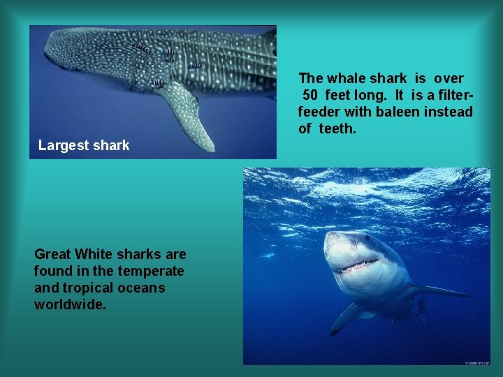 The whale shark is over 50 feet long. It is a filterfeeder with baleen