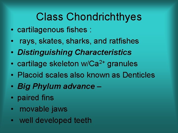 Class Chondrichthyes • • • cartilagenous fishes : rays, skates, sharks, and ratfishes Distinguishing