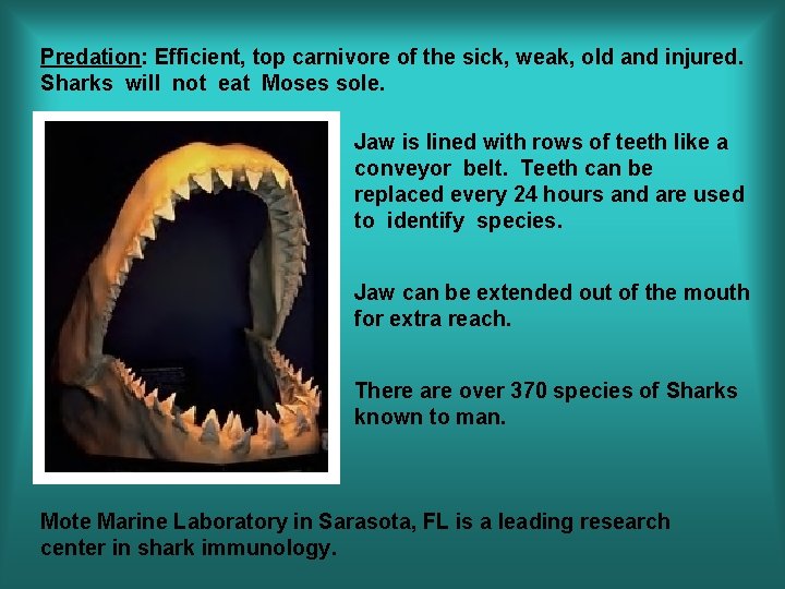 Predation: Efficient, top carnivore of the sick, weak, old and injured. Sharks will not