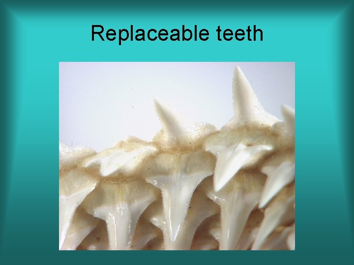 Replaceable teeth 