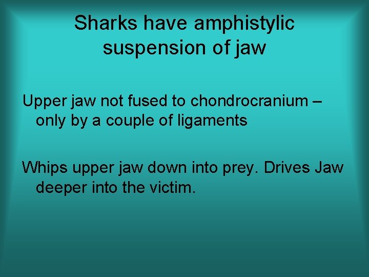 Sharks have amphistylic suspension of jaw Upper jaw not fused to chondrocranium – only