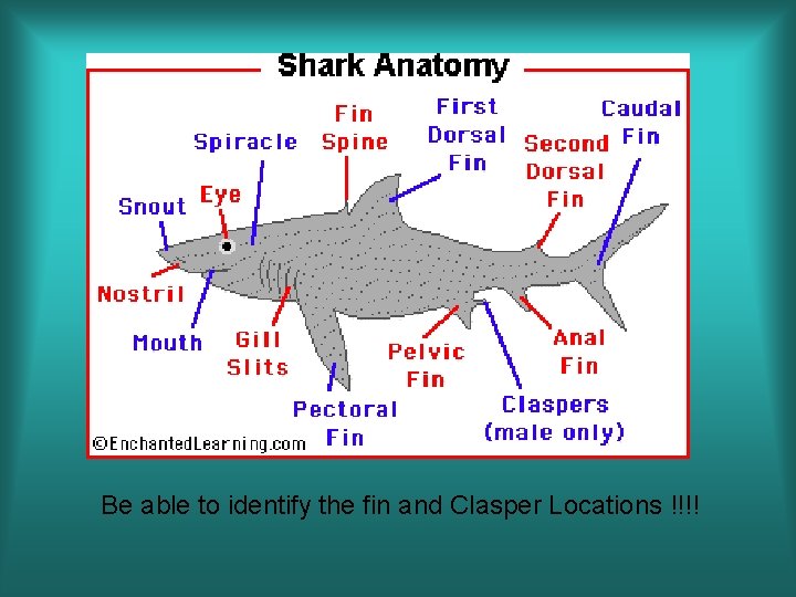 Be able to identify the fin and Clasper Locations !!!! 
