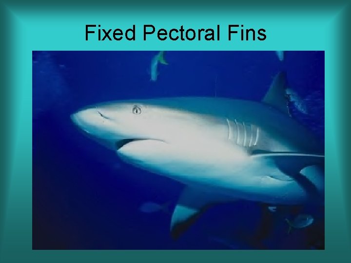 Fixed Pectoral Fins 