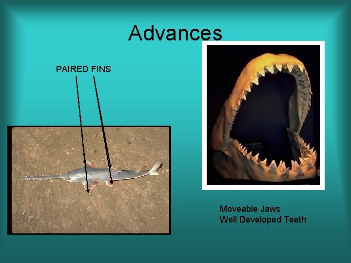 Advances PAIRED FINS Moveable Jaws Well Developed Teeth 