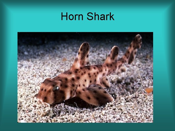 Horn Shark 