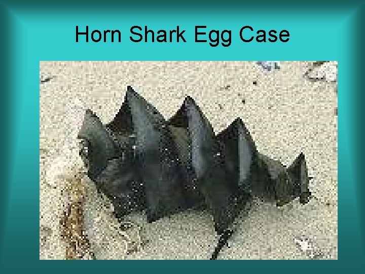 Horn Shark Egg Case 