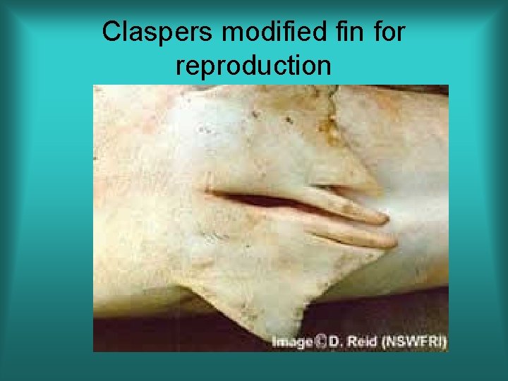 Claspers modified fin for reproduction 