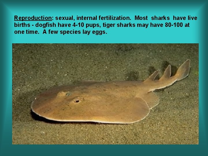Reproduction: sexual, internal fertilization. Most sharks have live births - dogfish have 4 -10