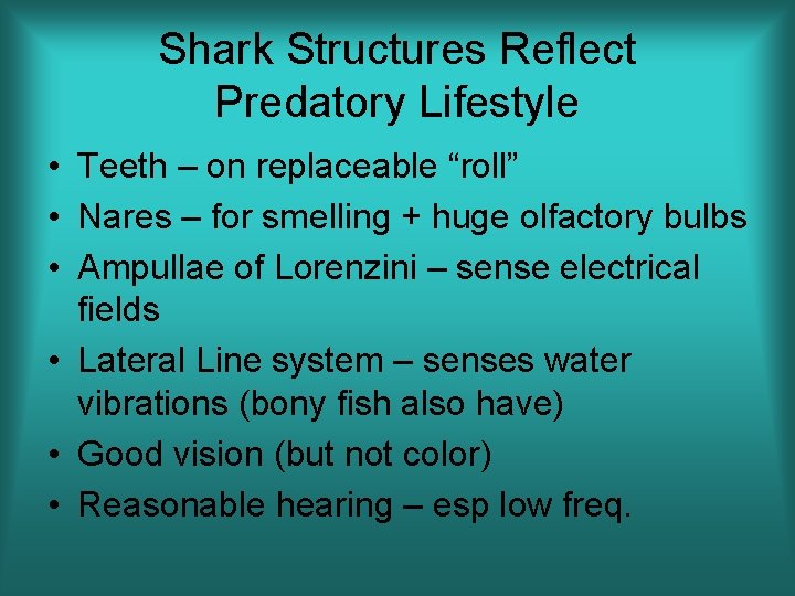 Shark Structures Reflect Predatory Lifestyle • Teeth – on replaceable “roll” • Nares –